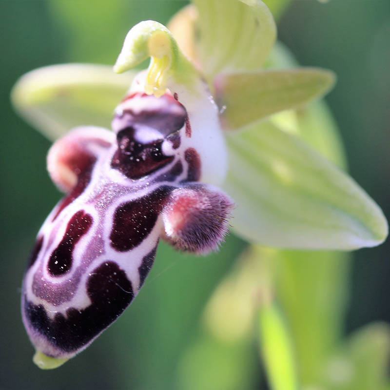 Orchid Tours Cyprus