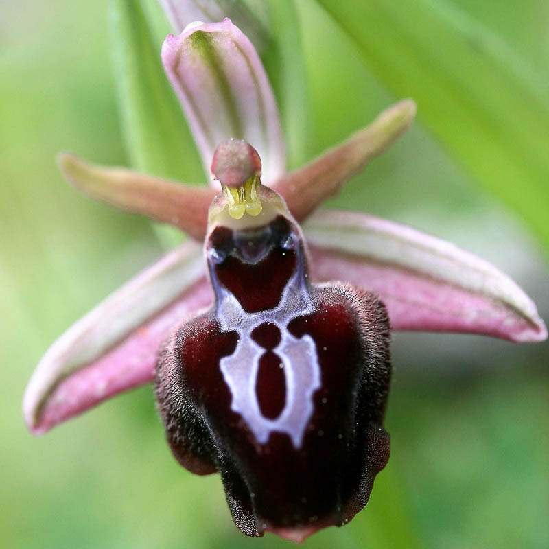 Orchid Tours Peloponnese