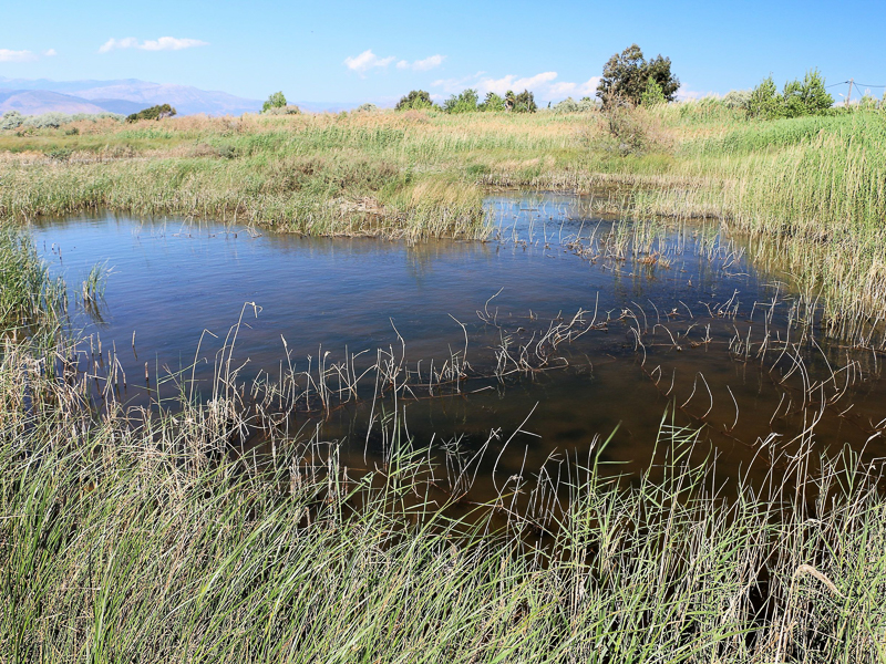 dragonfly habitat