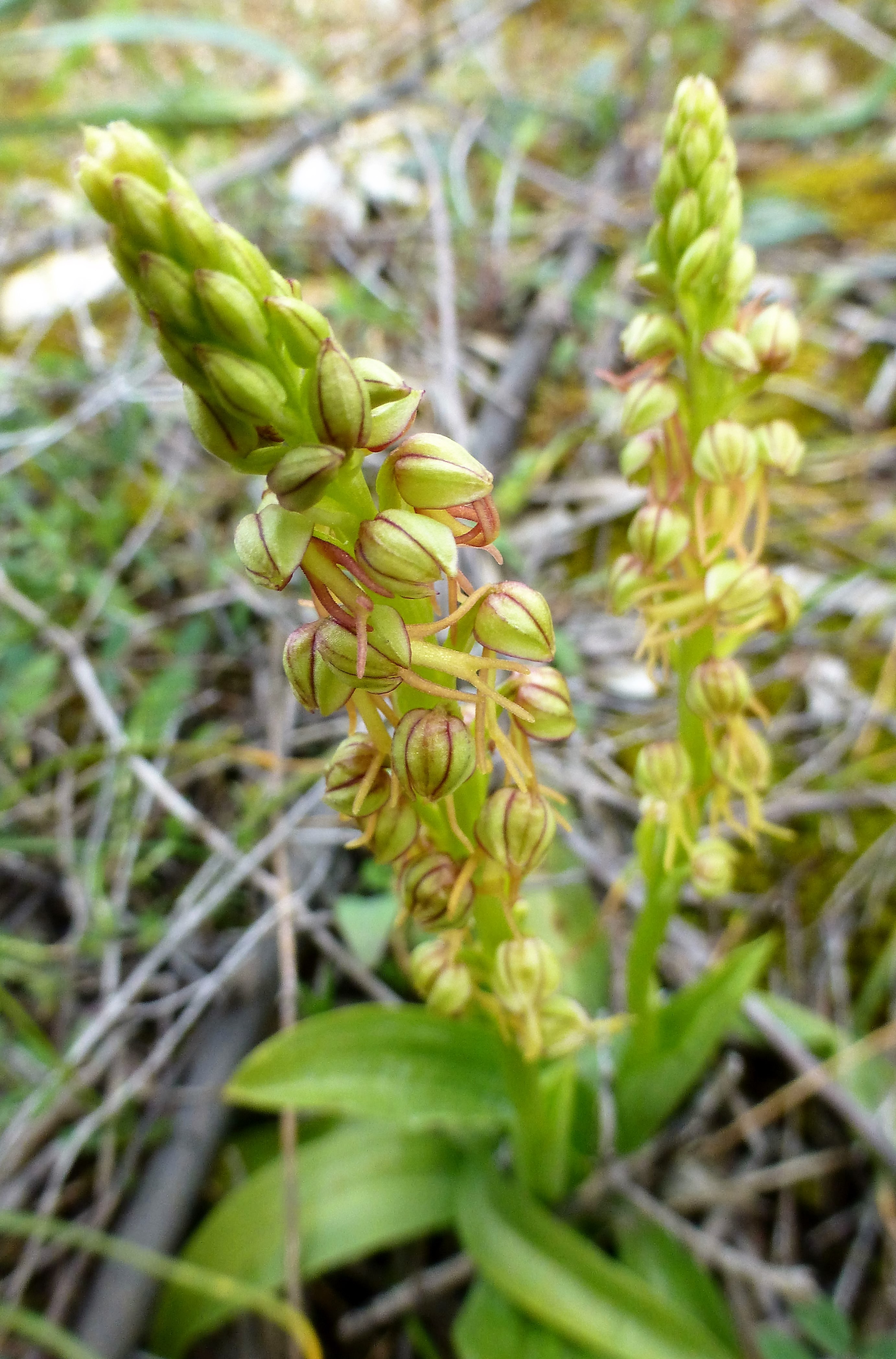 Orchis anthropohora