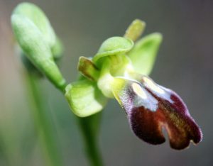 Ophrys leucadica