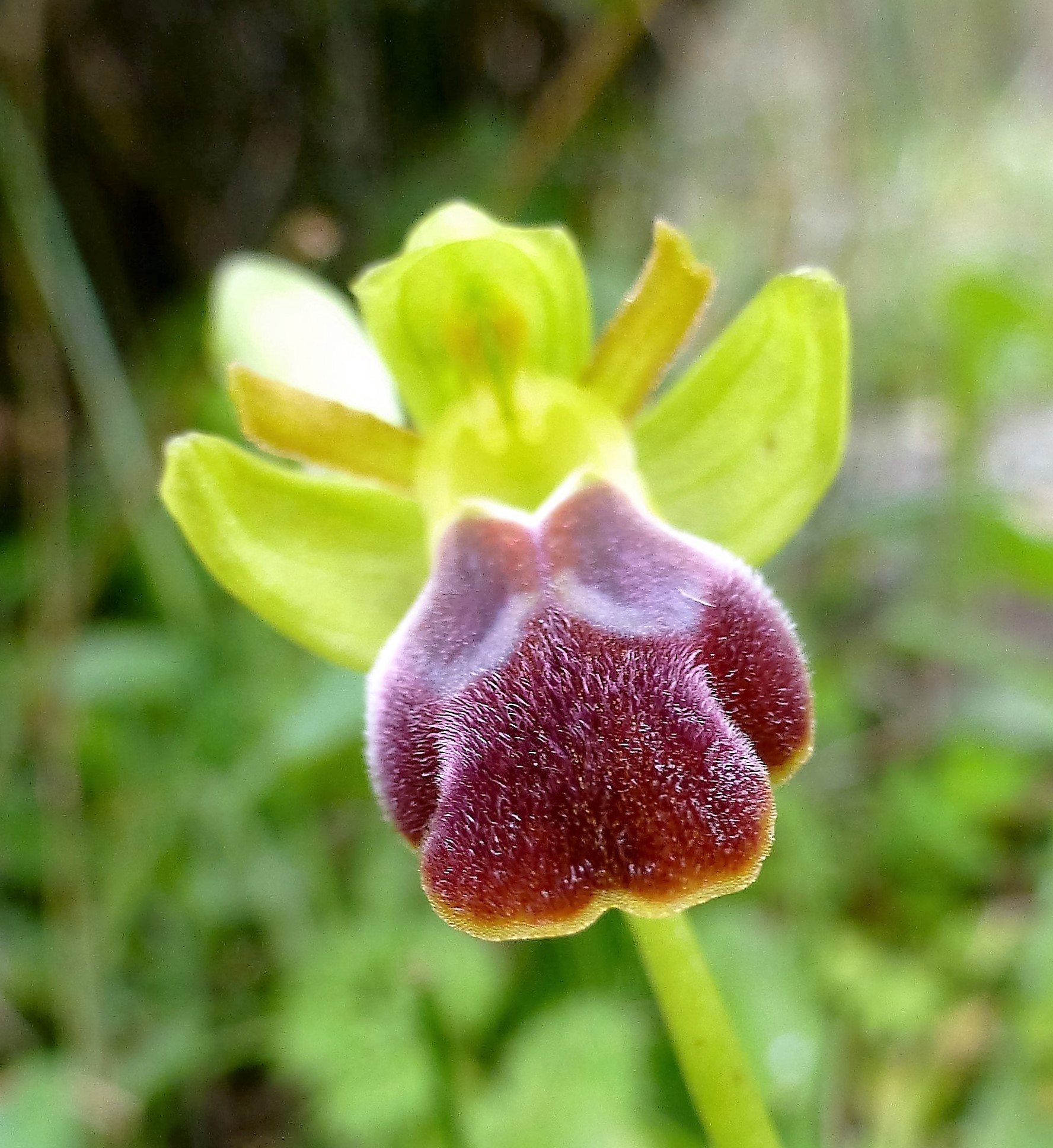 Ophrys leucadica
