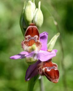 Ophrys delphinensis