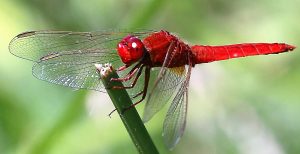 Crocothemis erythracea