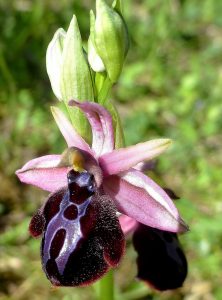 Ophrys spruneri