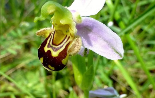 Ophrys apifera var chlorantha