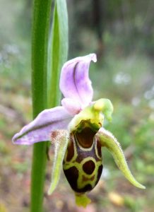 Ophrys oestrifera ssp bicornis