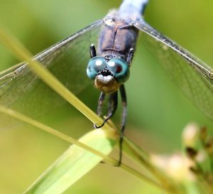 Orthetrum coerulescens