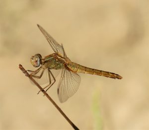 Crocothemis erythracea