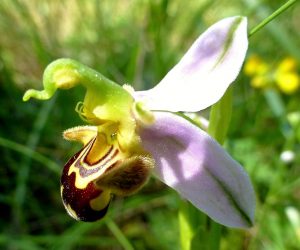 Ophrys apifera var chlorantha