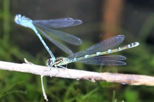 Coenagrion puella