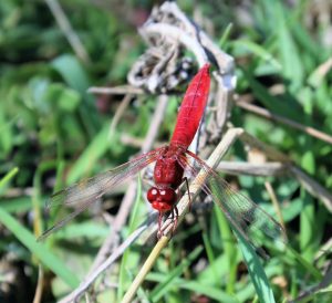 Crocothemis erythracea