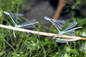 Coenagrion puella