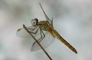 Crocothemis erythracea