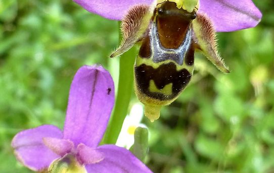 Ophrys schlecteriana