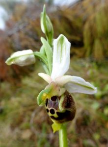 Ophrys saliarisii