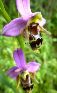 Ophrys schlecteriana