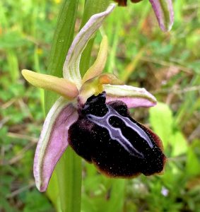 Ophrys spruneri