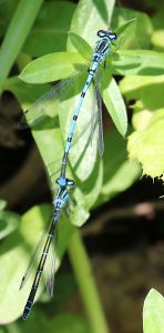 Coenagrion puella