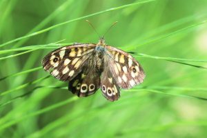 Pararge aegeria. Speckled Wood.
