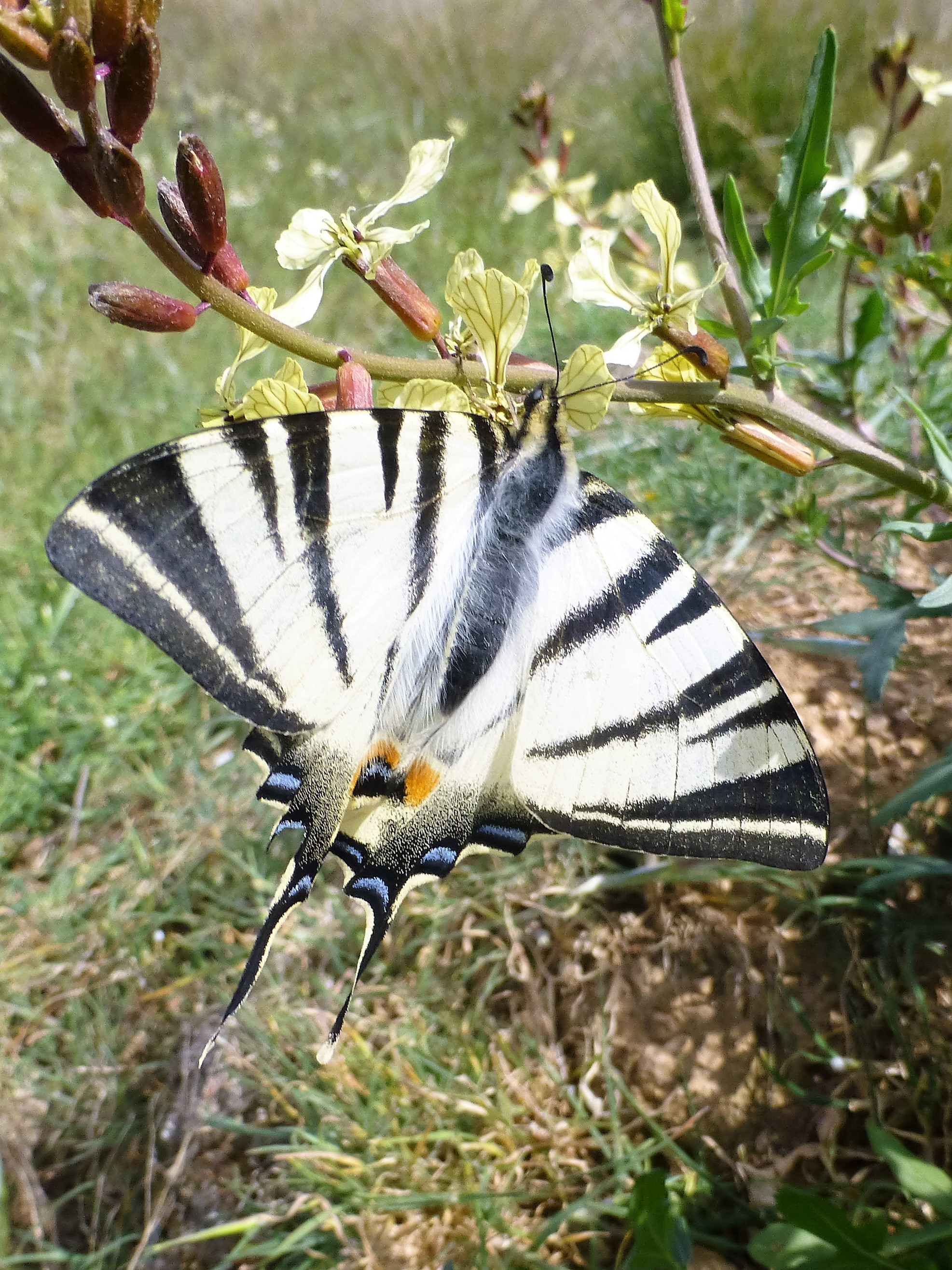 Ophiclides podalirius. Scarce Swallowtail.