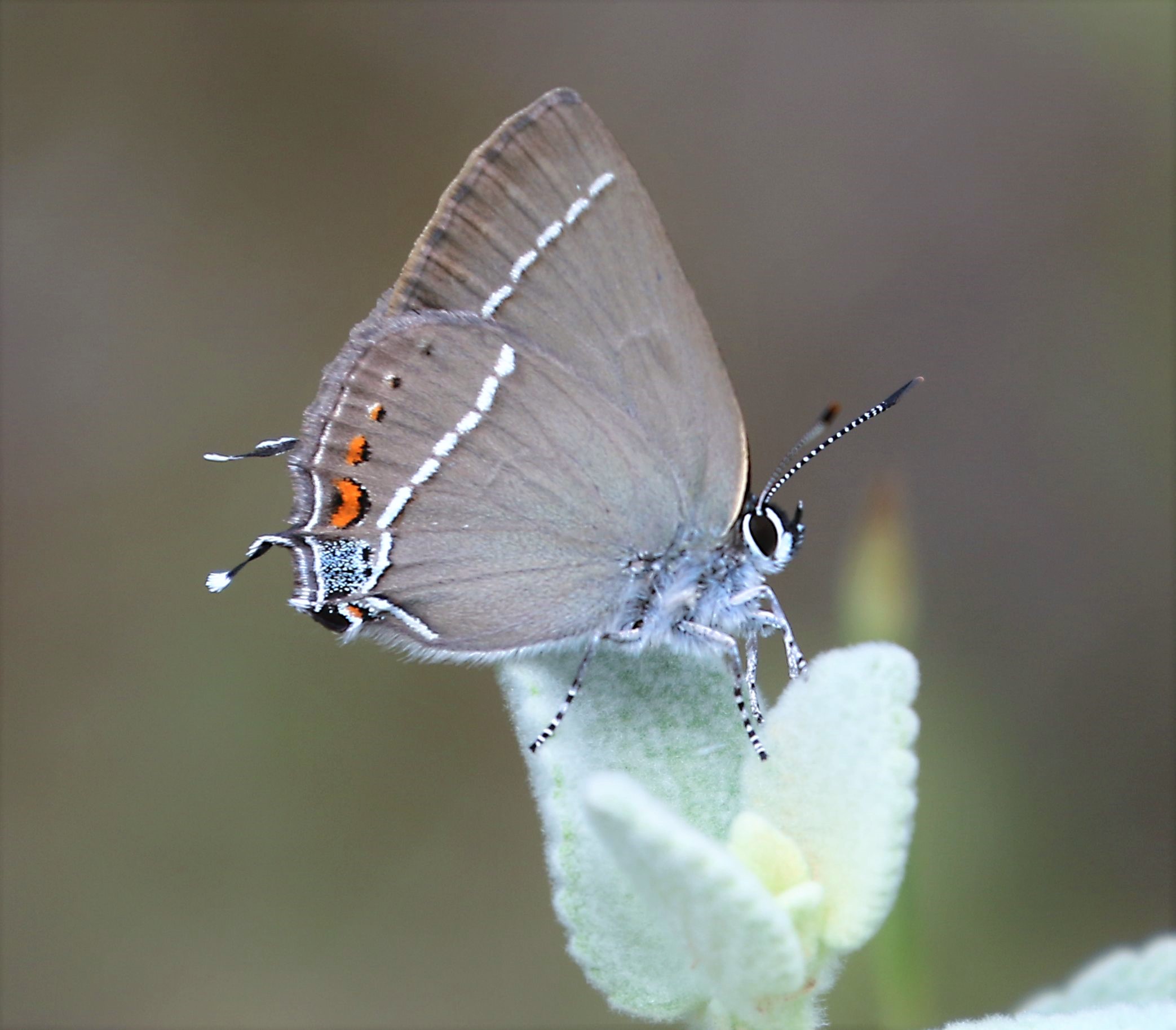 Satyrium Spini Blue spot Hairstreak Butterflies Lycaenidae 