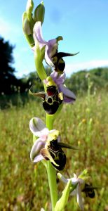 Ophrys orphanidea