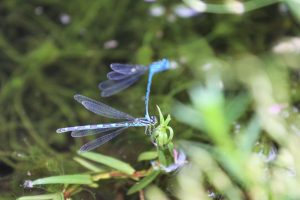 Coenagrion puella