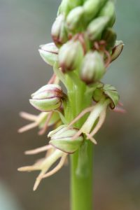 Orchis anthropohora