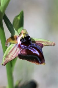 Ophrys transhyrcana
