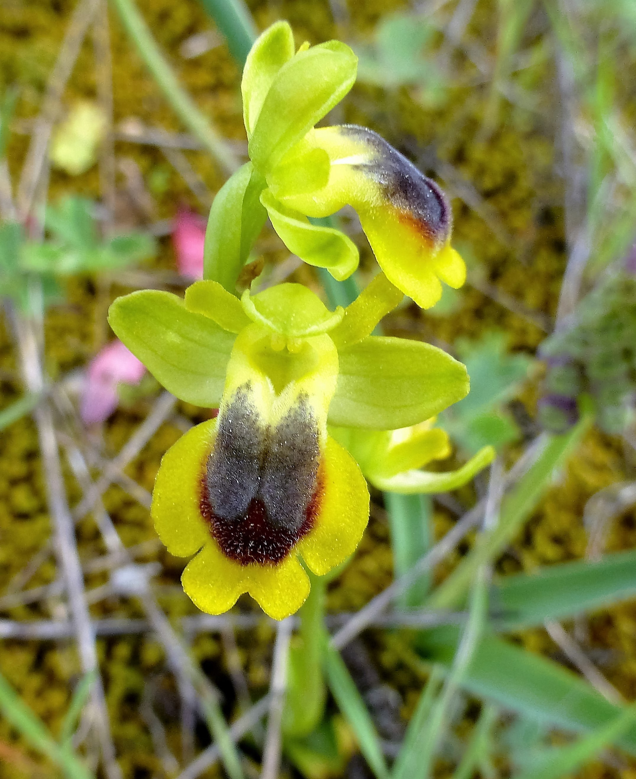 Ophrys phryganae