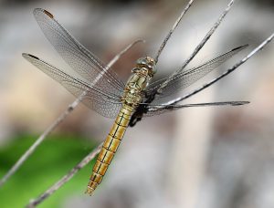 Orthetrum coerulescens