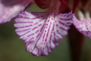 Orchis papilionacea ssp grandiflora