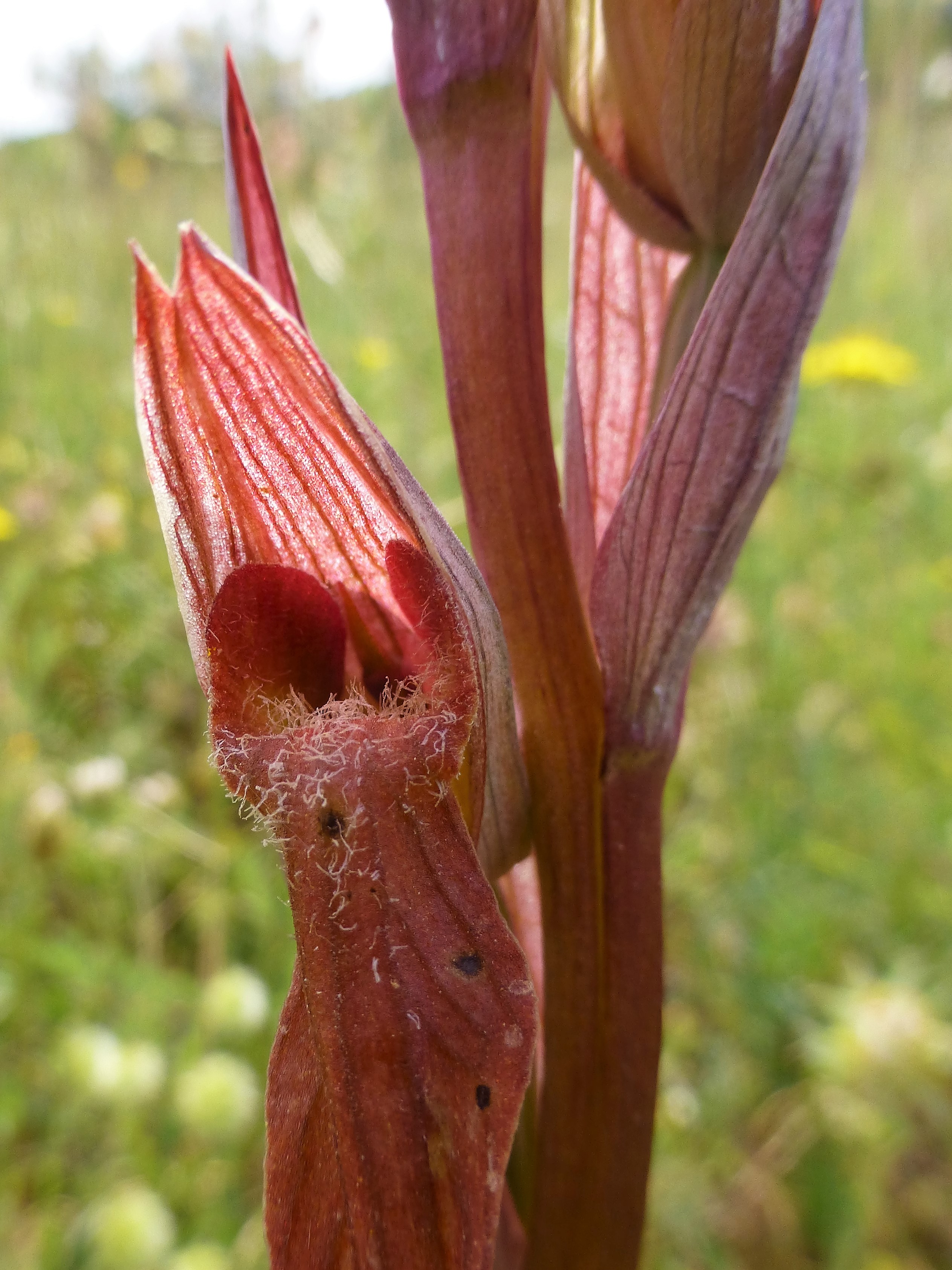 Serapias vomeracea x bergonii