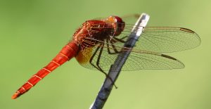 Crocothemis erythracea