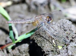 Crocothemis erythracea