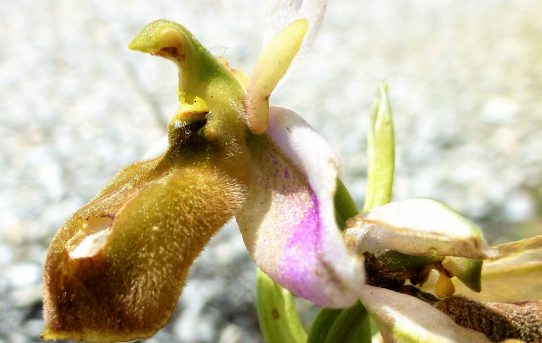 Ophrys lesbis