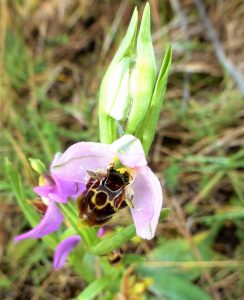 Ophrys orphanidea