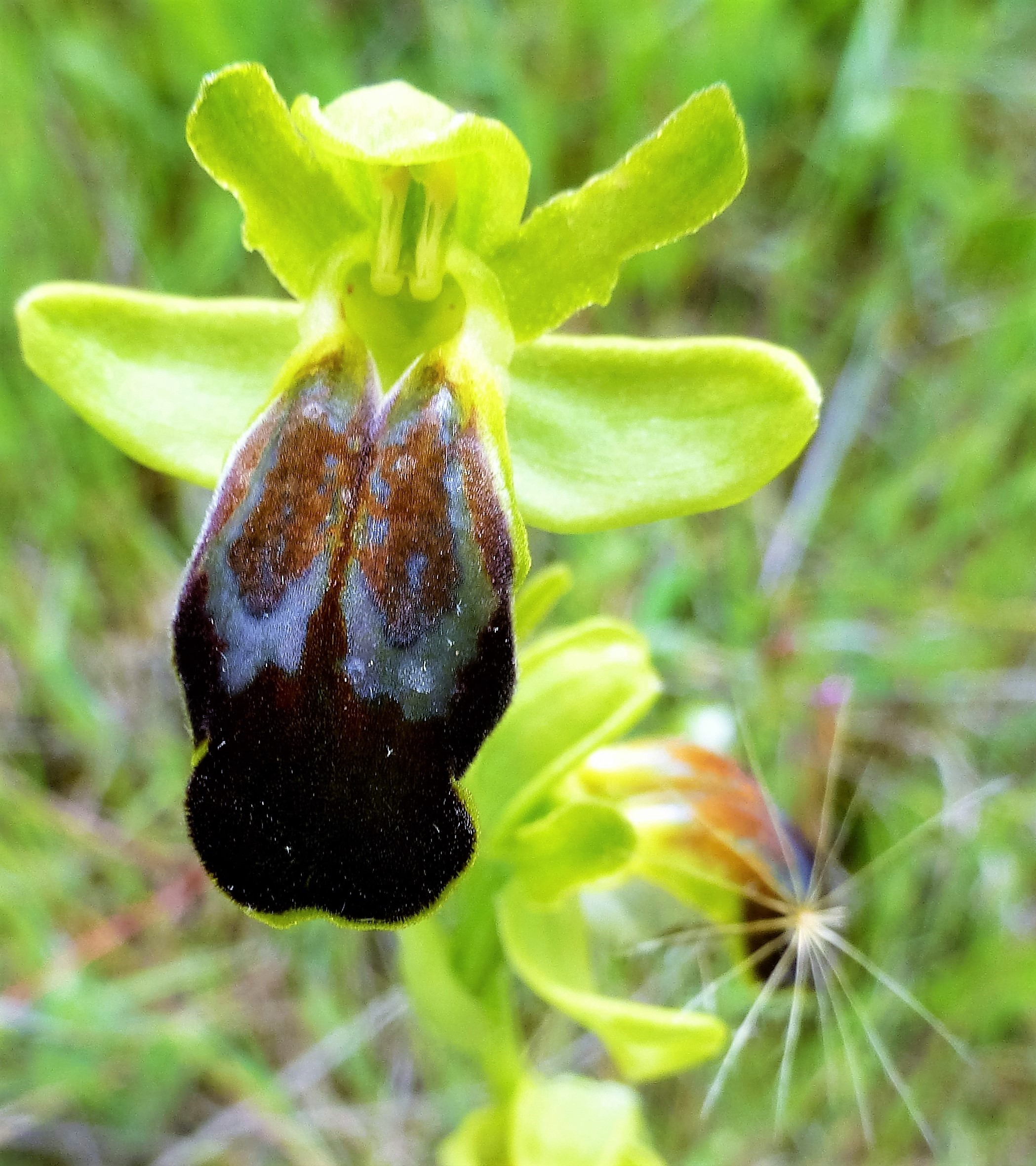 Ophrys calocaerina