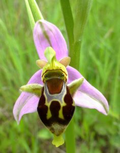 Ophrys oestrifera ssp bicornis
