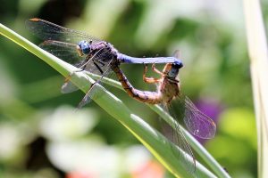 Orthetrum brunneum