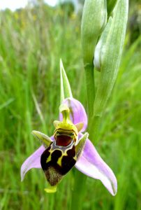 Ophrys cerastes var minuscula