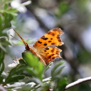 Polygonia c-album. Comma Butterfly.