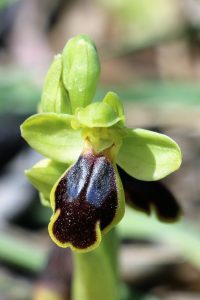 Ophrys cesmeensis