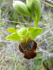 Ophrys parosica var phaseliana