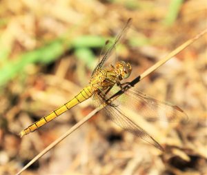 Crocothemis erythracea