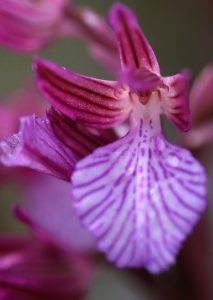 Orchis papilionacea ssp grandiflora