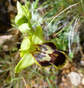 Ophrys fusca ssp. sancti-isidorii