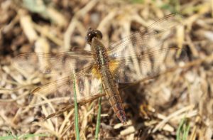 Crocothemis erythracea