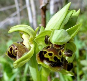 Ophrys bucephala